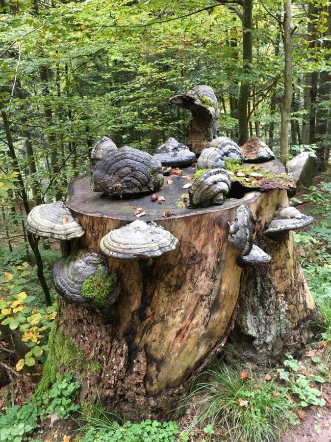 Hotel Gaestehaus Haaser Bad Peterstal-Griesbach Esterno foto